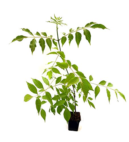 Seedeo® Bienenbaum (Euodia hupehensis) ca. 40 cm - 50 cm von Seedeo