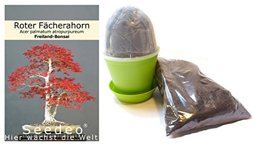 Seedeo® Bonsai Anzuchtset Roter Fächerahorn (Acer palmatum atropurpureum) von Seedeo