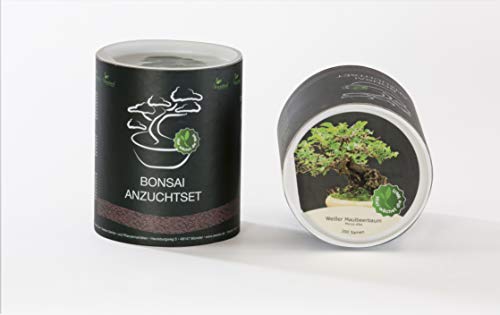 Seedeo® Bonsai Geschenk - Set Weißer Maulbeerbaum (Morus alba) von Seedeo