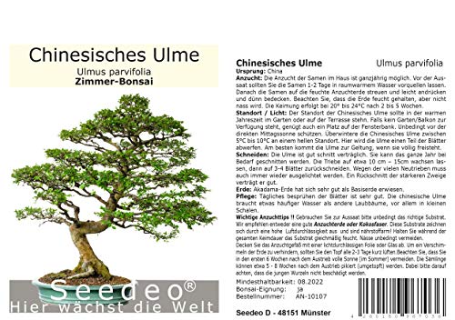 Seedeo® Chinesisches Ulme (Ulmus parvifolia) Bonsai 70 Samen von Seedeo