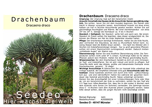 Seedeo® Drachenbaum (Dracaena Draco) 6 Samen von Seedeo