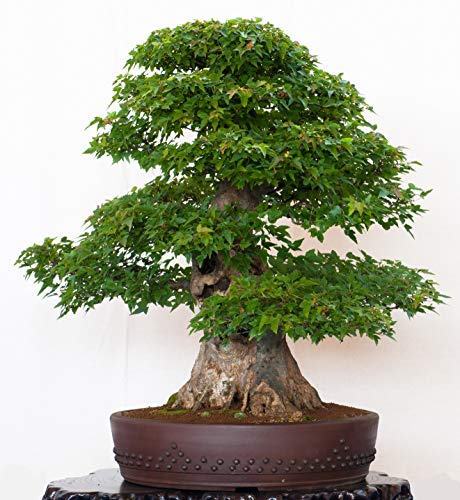 Seedeo® Dreispitzahorn (Acer buergerianum) Bonsai 50 Samen von Seedeo