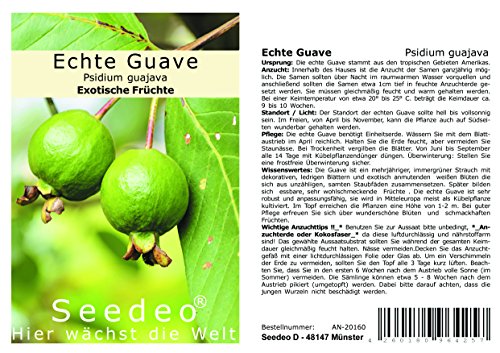 Seedeo® Echte Guave (Psidium guajava) 100 Samen von Seedeo