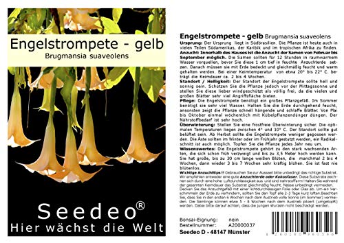 Seedeo® Engelstrompete gelb - Brugmansia suaveolens 10 Samen von Seedeo