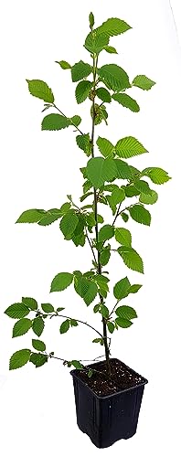 Seedeo® Europäische Hopfenbuche (Ostrya carpinifolia) ca. 30-40 cm von Seedeo