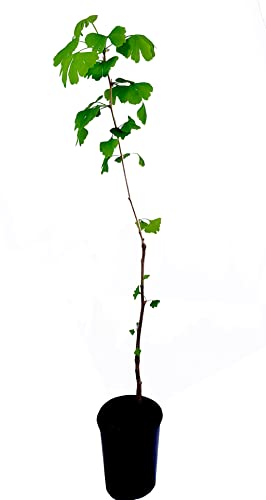 Seedeo® Ginkgo (Ginkgo biloba) Pflanze 60 cm hoch von Seedeo