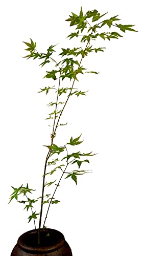 Seedeo® Grüner Fächerhorn (palmatum) Pflanze ca. 50 cm - 70 cm hoch von Seedeo