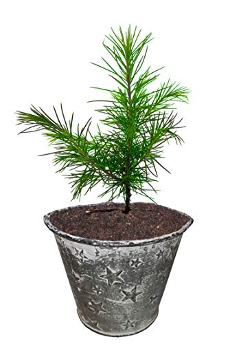 Seedeo® Himalaja Zeder (Cedrus deodara) Pflanze 2 Jahre Geschenkedition Topf mit Sternen von Seedeo
