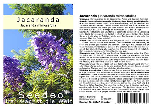 Seedeo® Jacaranda (Jacaranda mimosafolia) 50 Samen von Seedeo