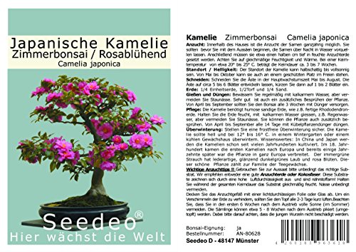 Seedeo® Japanische Kamelie (Camelia Japonica) Zimmer-Bonsai Rosablühend 8 Samen von Seedeo