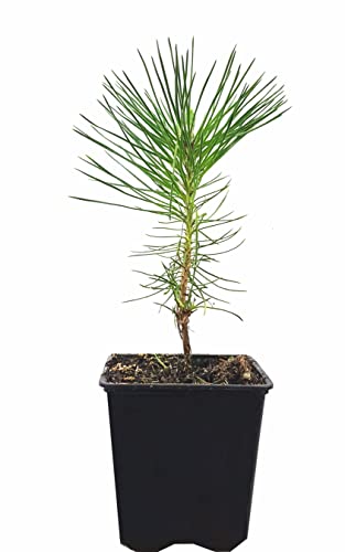 Seedeo® Japanische Schwarzkiefer (Pinus thunbergii) Pflanze ca 40 cm - 50 cm hoch von Seedeo