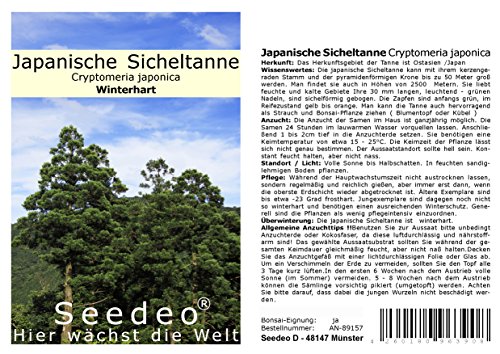 Seedeo® Japanische Sicheltanne (Cryptomeria japonica) 100 Samen von Seedeo