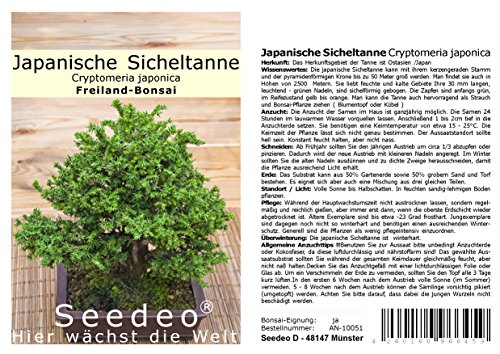 Seedeo® Japanische Sicheltanne (Cryptomeria japonica) Bonsai 100 Samen von Seedeo