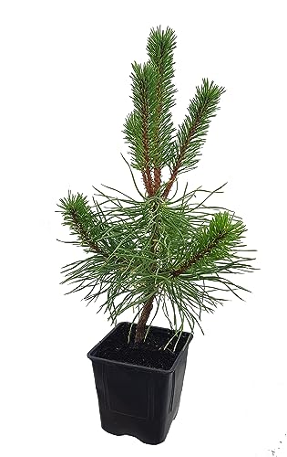 Seedeo® Kalabrische Schwarzkiefer (Pinus nigra calabrica) Pflanze ca. 20 cm - 30 cm von Seedeo