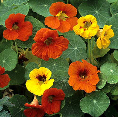 Seedeo® Kapuzinerkresse Alaska Mixture (Tropaeolum majus) 40 Samen von Seedeo