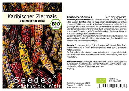 Seedeo® Karibischer Mais, Bunter Mais (Zea mays japonica) ca.20 Samen BIO von Seedeo