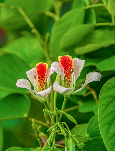 Seedeo® Kleiner Orchideen-Baum (Bauhinia monandra) 10 Samen von Seedeo