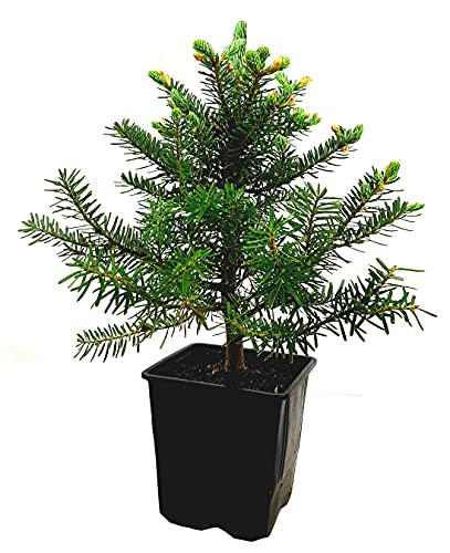 Seedeo® Korea Tanne (Abies koreana) Pflanze ca. 15-20 cm hoch von Seedeo