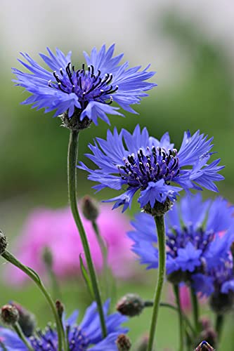 Seedeo® Kornblume Blau (Centaurea cyanus) ca. 200 Samen von Seedeo