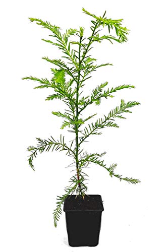 Seedeo® Küsten - Mammutbaum (Sequoia sempervirens) Pflanze ca. 20 cm - 30 cm hoch von Seedeo