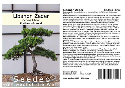 Seedeo® Libanon Zeder (Cedrus libani) Bonsai 20 Samen von Seedeo