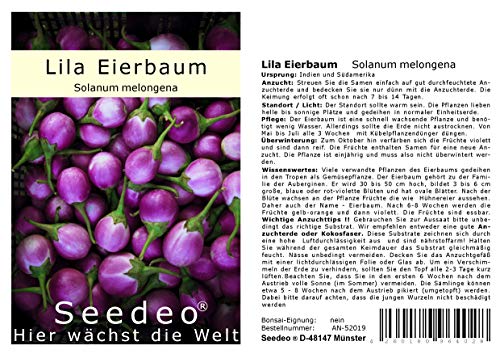 Seedeo® Lila Eierbaum (Solanum melongena) 20 Samen von Seedeo