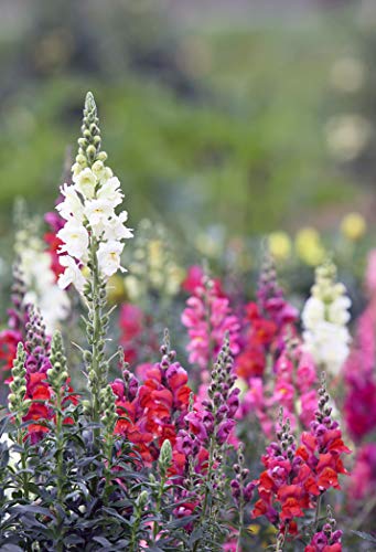 Seedeo® Löwenmäulchen Kleinwüchsiger Mix (Antirrhinum majus nana) 500 Samen von Seedeo