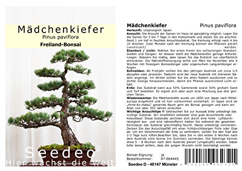 Seedeo® Mädchenkiefer (Pinus parviflora) Bonsai 15 Samen von Seedeo