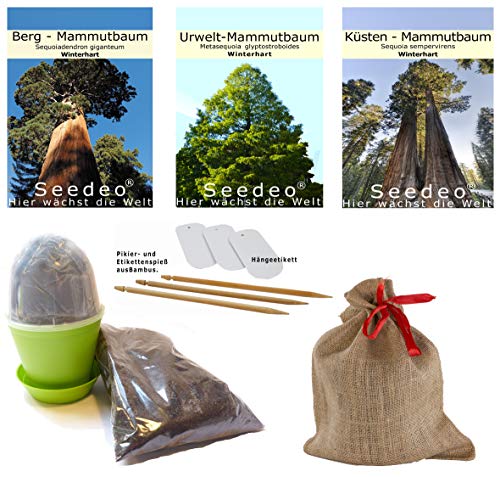Seedeo® Mammutbaum Anzuchtset. Drei Sorten im Jute Geschenksack Bonsai geeignet. von Seedeo