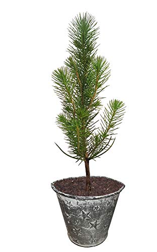 Seedeo® Mittelmeer Pinie (Pinus pinea) Pflanze 1 Jahre Geschenkedition Topf mit Sternen von Seedeo