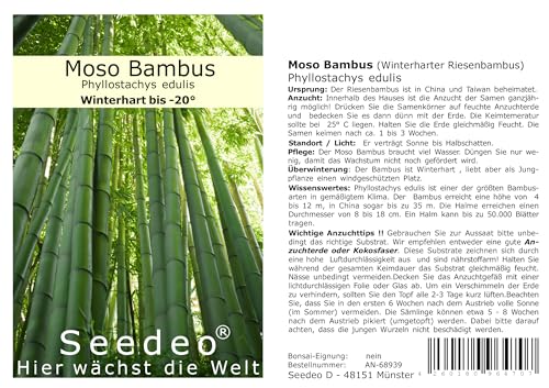 Seedeo® Moso Bambus (Riesenbambus) Phyllostachys edulis ca. 80-100 Samen von Seedeo