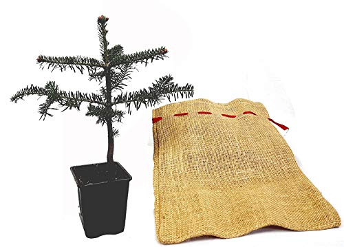 Seedeo® Nordmanntanne (Abies Nordmanniana ambrolauri) 1 x Pflanze ca. 25 cm Geschenkedition von Seedeo