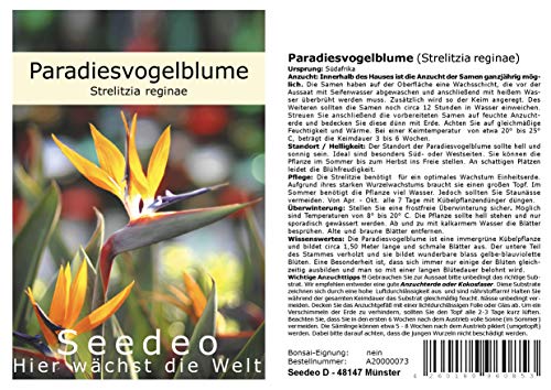 Seedeo® Paradiesvogelblume (Strelitzia Reginae) 10 Samen von Seedeo