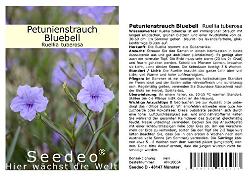 Seedeo® Petunienstrauch Bluebell (Ruellia tuberosa) 40 Samen von Seedeo