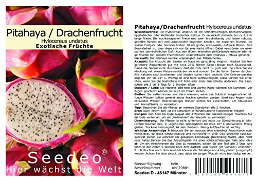Seedeo® Pitahaya/Drachenfrucht Hylocereus undatus 20 Samen von Seedeo