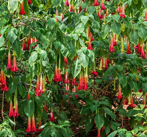 Seedeo® Rote Engelstrompete (Brugmansia sanguinea) 10 Samen von Seedeo