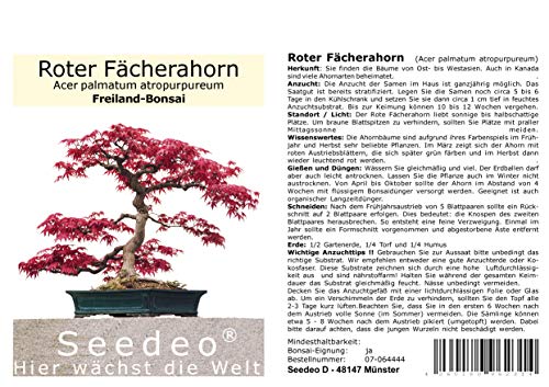 Seedeo® Roter Fächerahorn (Acer palmatum atropurpureum) Bonsai 20 Samen von Seedeo