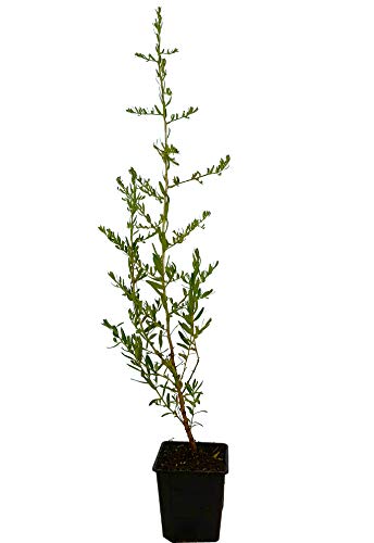 Seedeo® Sanddorn (Hippophae rhamnoides) ca. 30-50 cm hoch von Seedeo