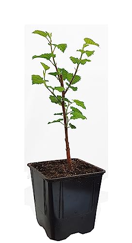 Seedeo® Schwarzer Maulbeerbaum (Morus nigra) ca. 30-40 cm von Seedeo