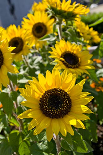 Seedeo® Sonnenblume Sunspot (Helianthus annuus) 50 Samen von Seedeo