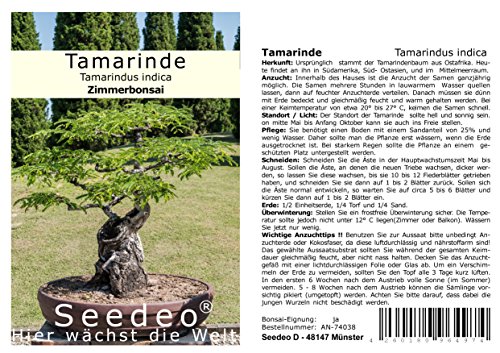 Seedeo® Tamarinde Indische Gewürzrinde Bonsai (Tamarindus indica) 6 Samen von Seedeo