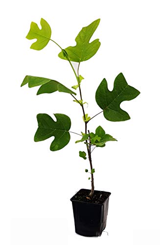 Seedeo® Tulpenbaum Liriodendron tulipifera Pflanze 2,5 Jahre alt von Seedeo