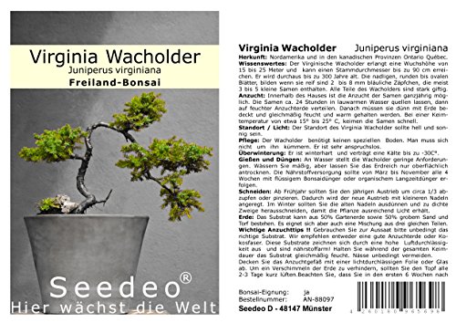 Seedeo® Virginia Wacholder (Juniperus virginiana) Bonsai 25 Samen von Seedeo