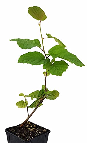 Seedeo® Virginische Zaubernuss (Hamamelis virginiana) Pflanze ca. 30 cm - 50 cm hoch von Seedeo