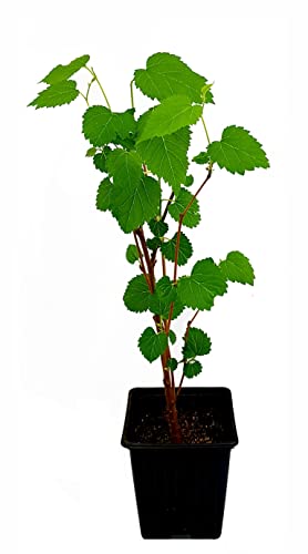 Seedeo® Weißer Maulbeerbaum (Morus alba) ca. 50 cm - 70 cm von Seedeo