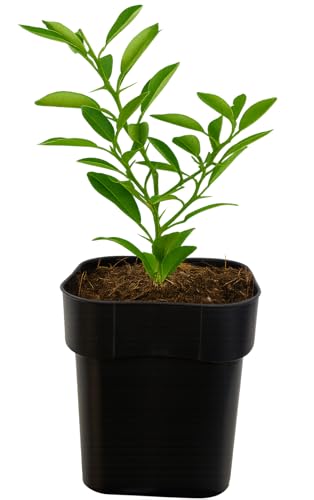 Seedeo® Yuzu-Zitrone (Citrus × junos ‚Yuzu‘) Pflanze ca. 15 cm hoch von Seedeo