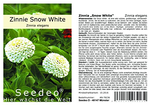 Seedeo® Zinnia „Snow White“ (Zinnia elegans) 50 Samen von Seedeo