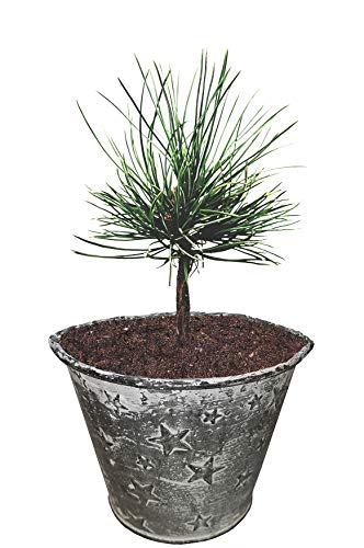 Seedeo® Zirbel-Kiefer/Zirbe (Pinus cembra) ca. 10 cm hoch Geschenkedition Topf mit Sternen von Seedeo