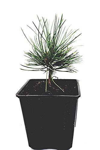 Seedeo® Zirbel-Kiefer/Zirbe (Pinus cembra) ca. 10 cm hoch von Seedeo
