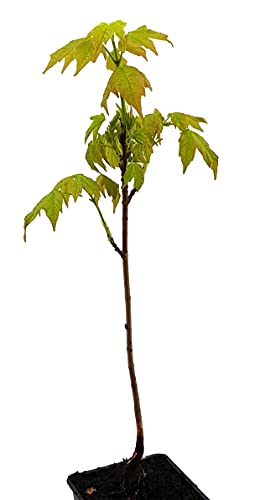 Seedeo® Zuckerahorn Pflanze ca. 20 cm - 30 cm hoch von Seedeo
